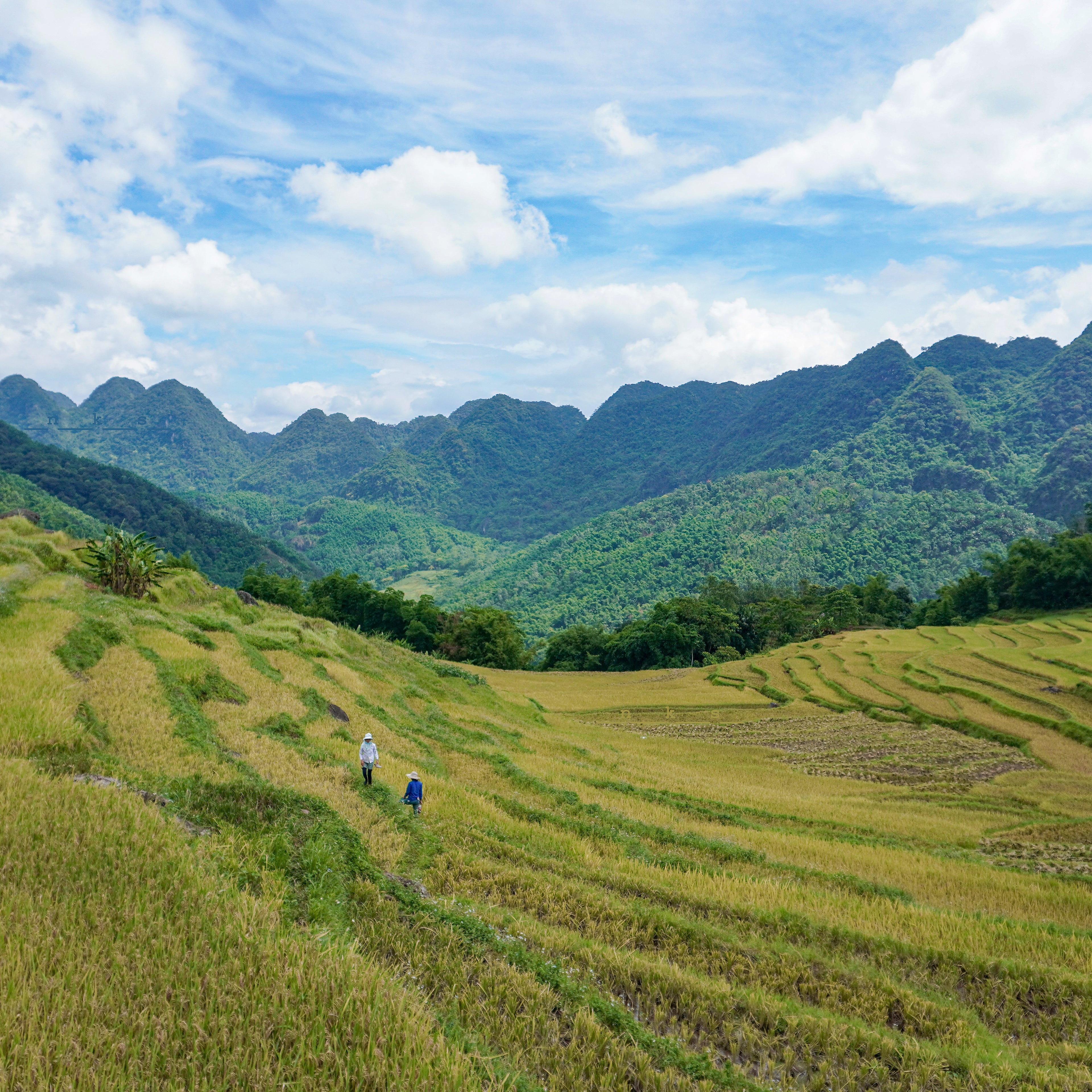 Sharp green rice terraces in Pu Luong, Vietnam