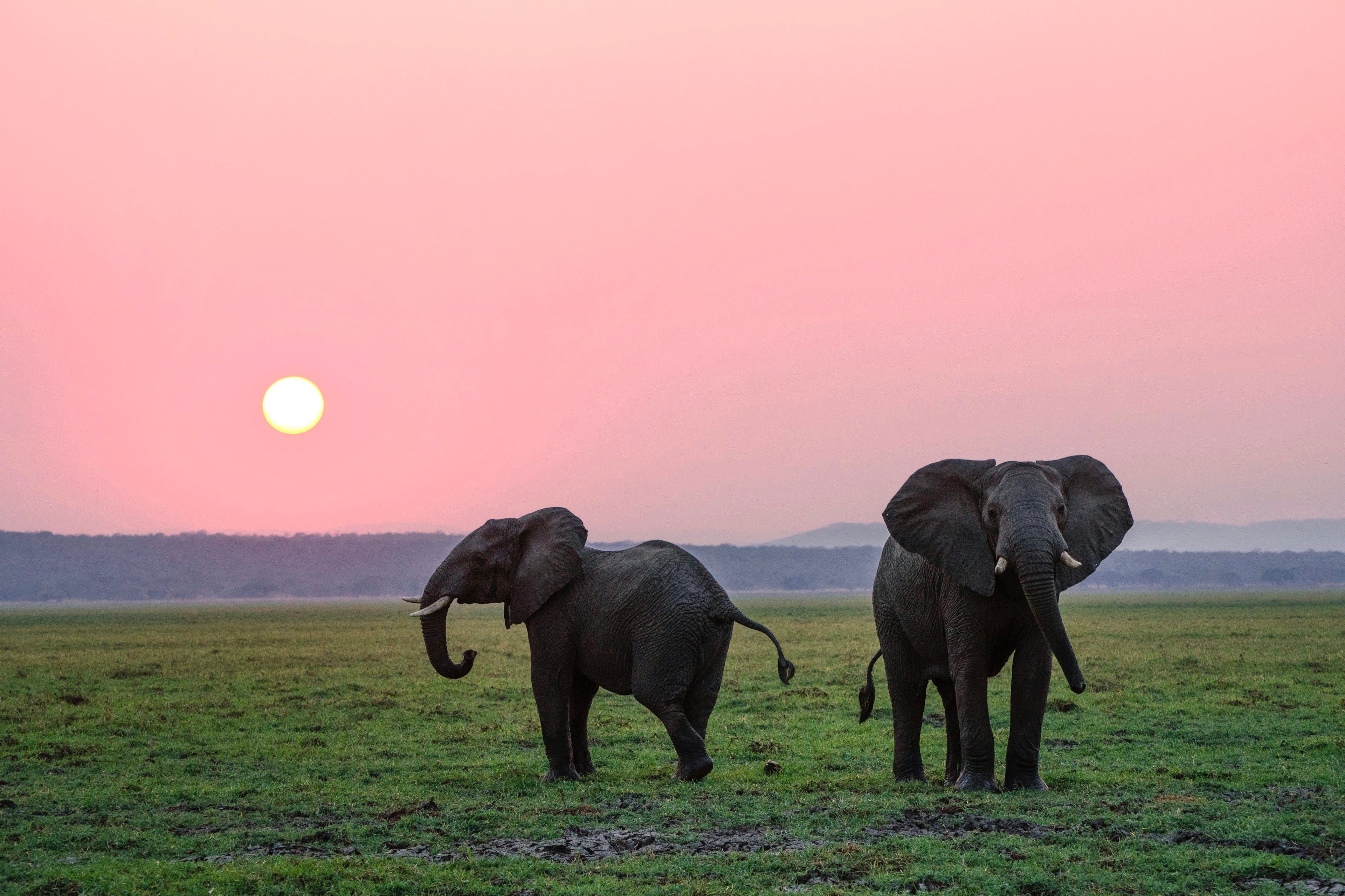 Elephant walking through golden grassland with wide open space