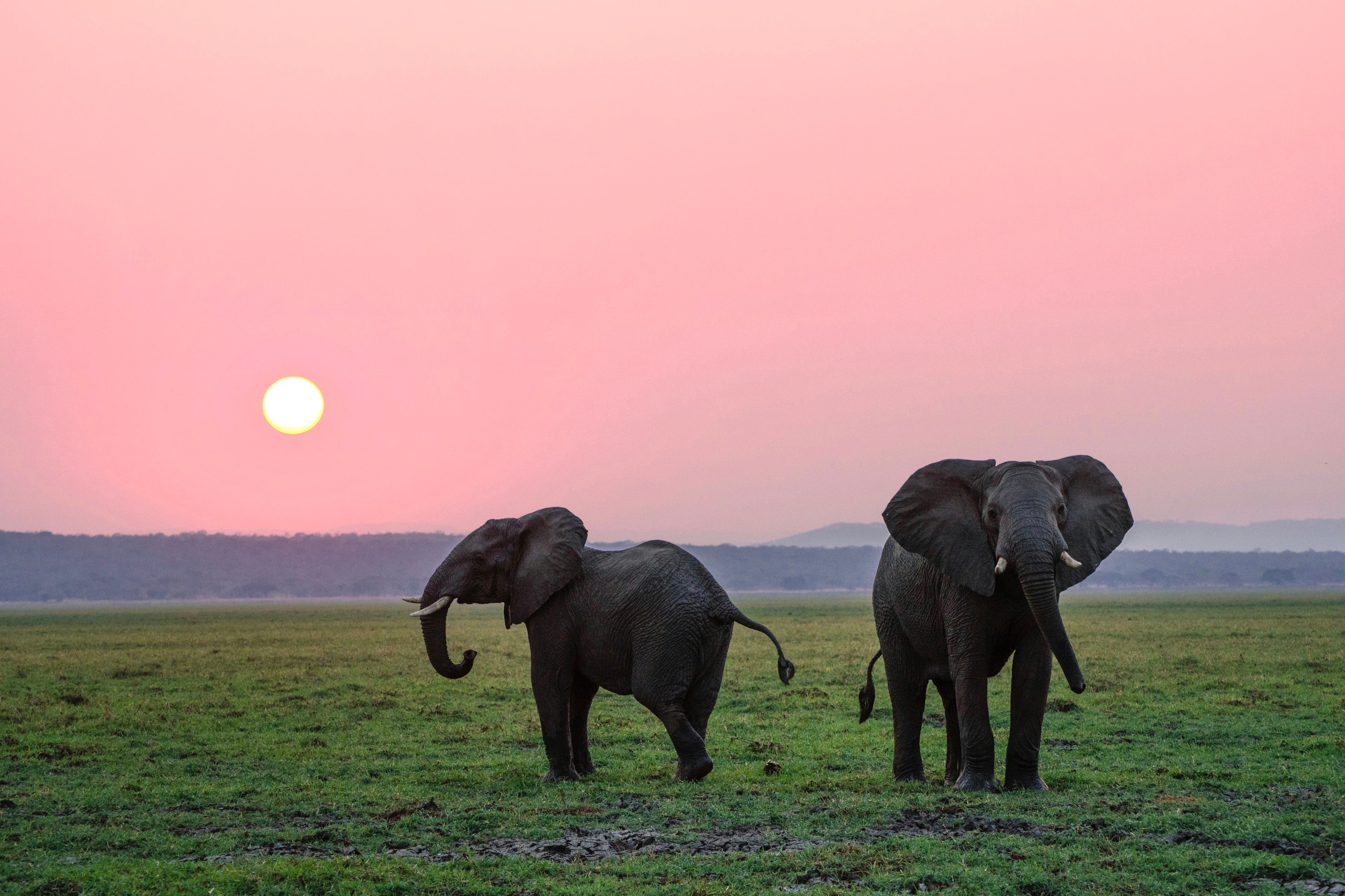 Elephant walking through golden grassland with wide open space